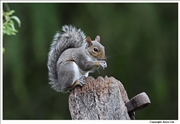 Grey Squirrel 1